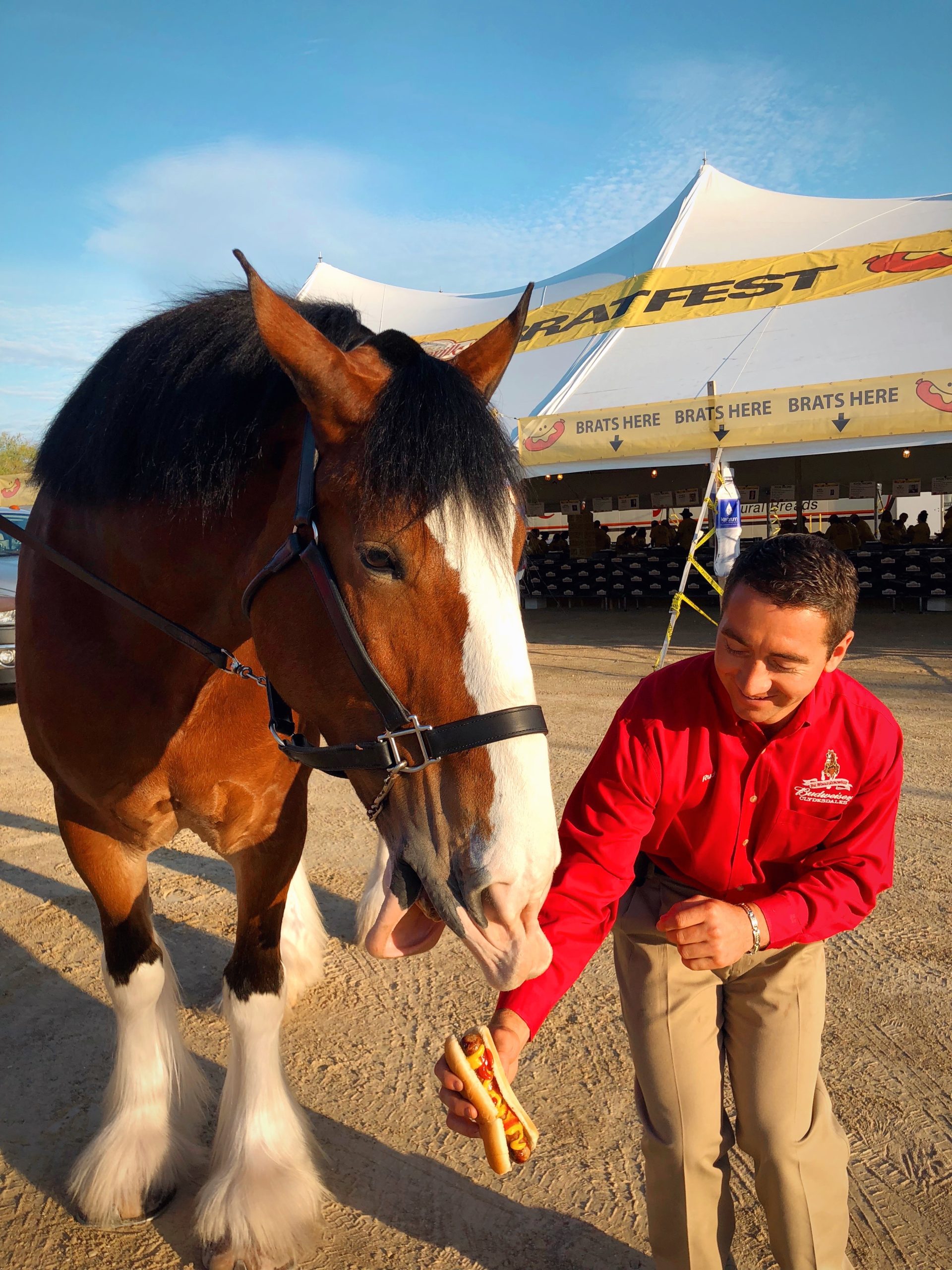 Budweiser Clydesdales back for Brat Fest Wisconsin Distributors